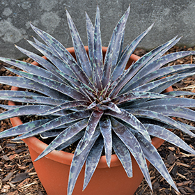 Moonglow Mangave agave plant. Lg sz. Ships good bare root.